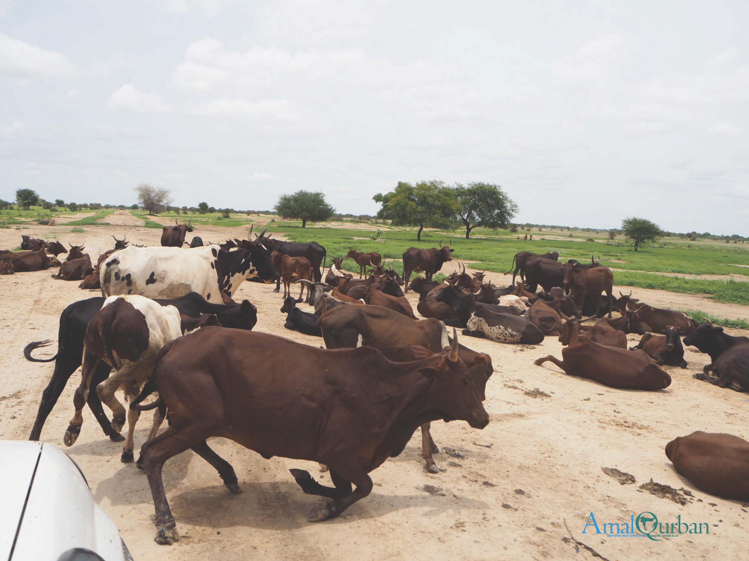 Lembu Patah Tanduk Sah Atau Tidak Buat Qurban Amal Qurban